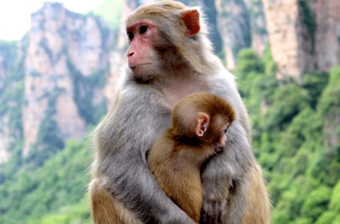 传为笑谈打的动物