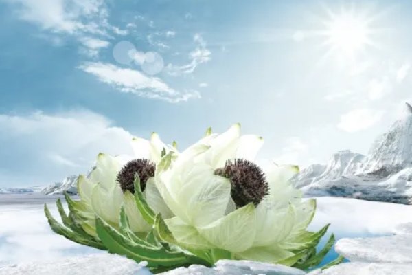 艾青有哪些现代诗？