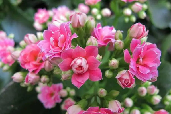 长寿花为什么致癌