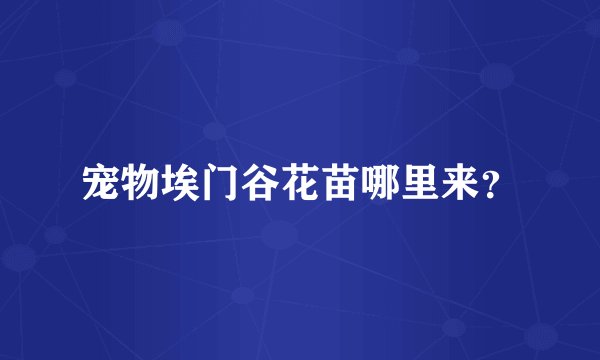 宠物埃门谷花苗哪里来？