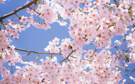 让笨蛋妹妹变聪明的办法未增删樱花有翻译？