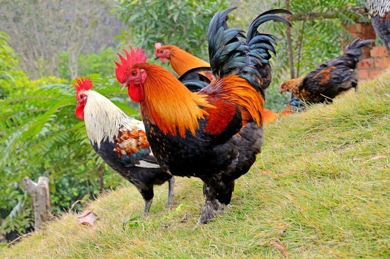 花团锦簇是指什么生肖啊急急急