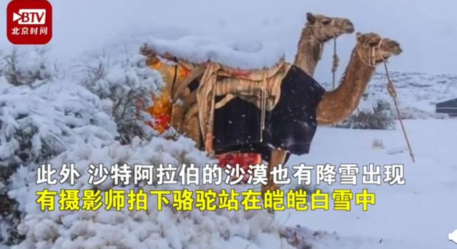 骆驼在撒哈拉沙漠雪中行走，这是什么情况？