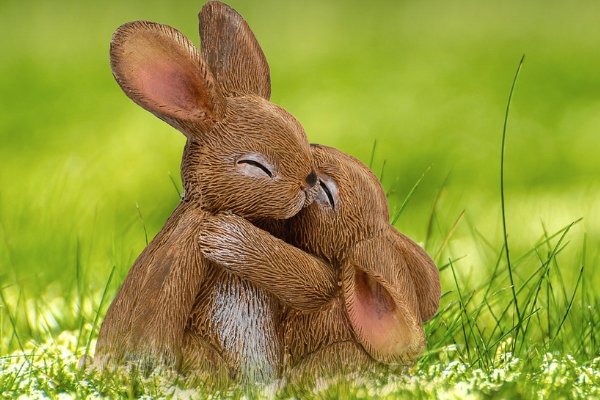 红口白牙是什么生肖动物呢