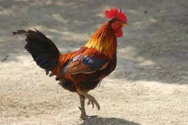 花团锦簇是指什么生肖啊急急急