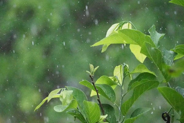 下列有关杏雨梅雨的说法正确的是