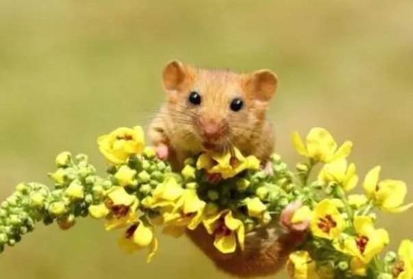 昆山片玉打一正确生肖