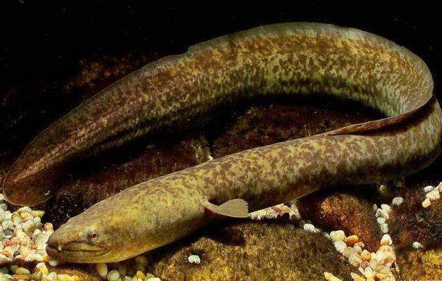 鲈鳗学名叫什么？