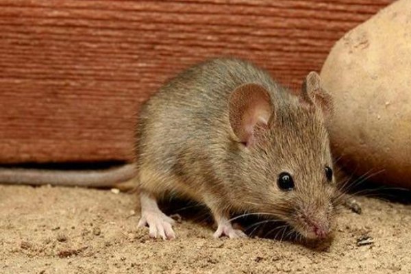 故地重游什么生肖