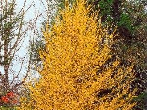 兴安落叶松的介绍有哪些？