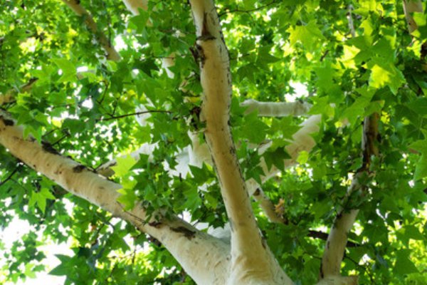 梧桐树下的寓意