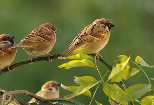 麻雀虽小五脏俱全是什么意思