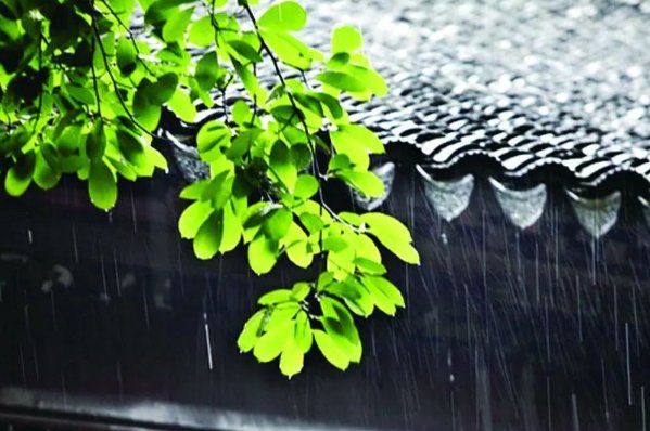 下列有关杏雨梅雨的说法正确的是