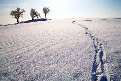 骆驼在撒哈拉沙漠雪中漫步，沙漠中为何会下雪？