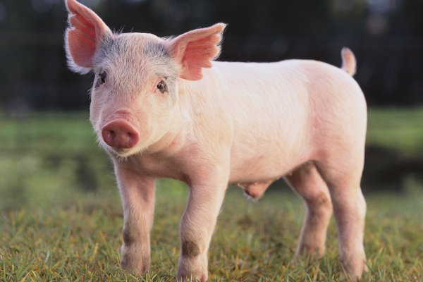 健美猪什么意思