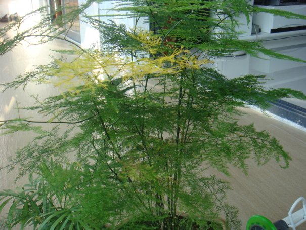 为什么家里不能养文竹