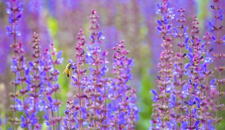 provence的中文意思