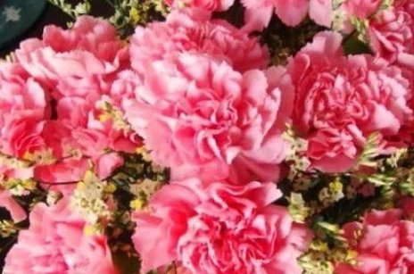 绿色康乃馨花语是什么?