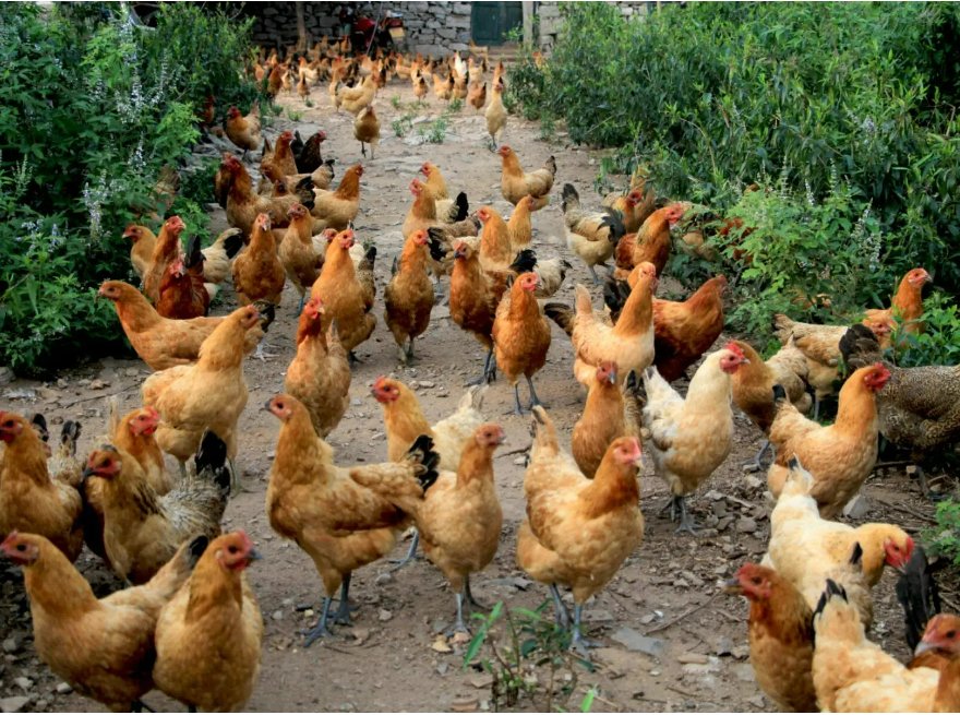 用嘴吃鸡的动作怎么做视频