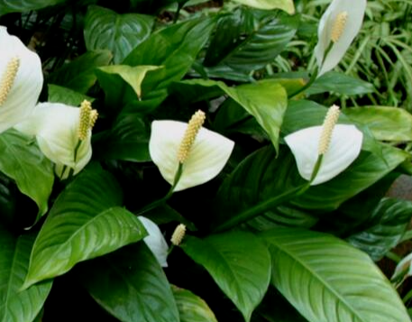 一帆风顺花是否有毒？