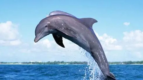 海豚的性格器官有多长