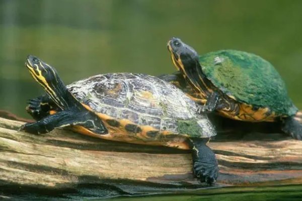 家里养龟十大禁忌