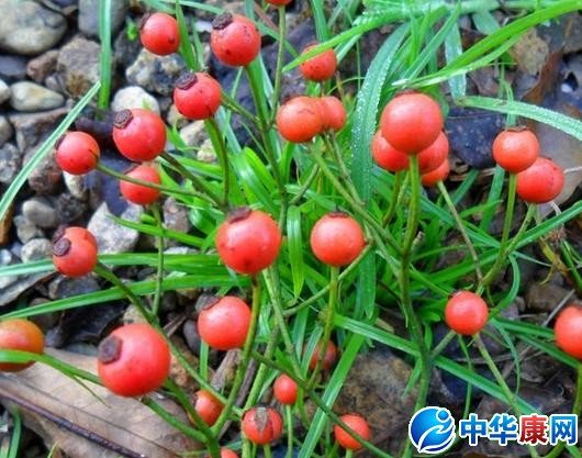 小金樱子的介绍