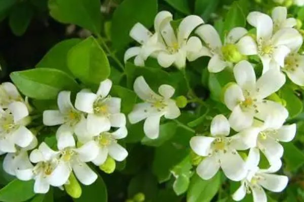 艾青有哪些现代诗？