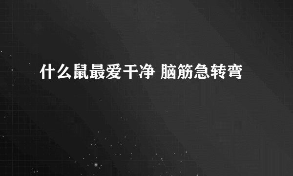什么鼠最爱干净 脑筋急转弯
