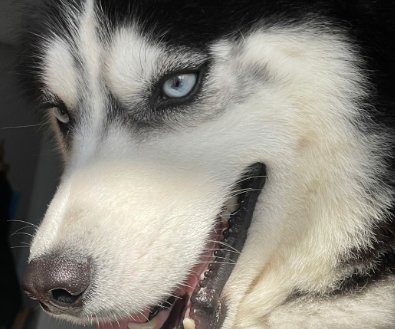 捉贼见赃形容什么动物