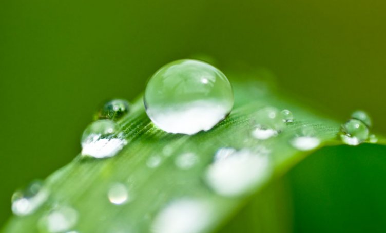 怎样描写露珠？