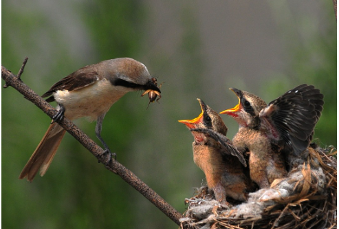 哺育的拼音怎么读