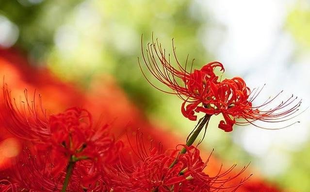 彼岸花红，白，蓝，各代表什么花语？