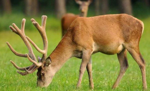 鹿的瞳孔是扁长的吗