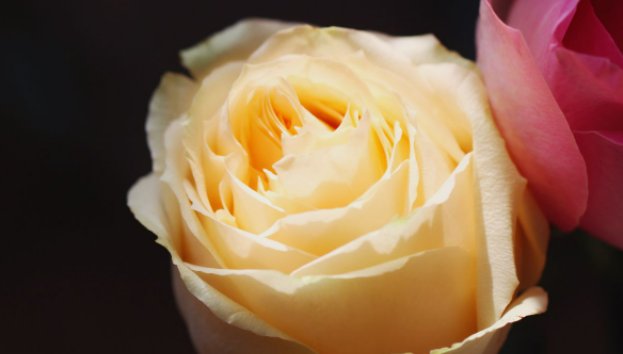 11朵玫瑰花和19朵玫瑰花送哪个好？