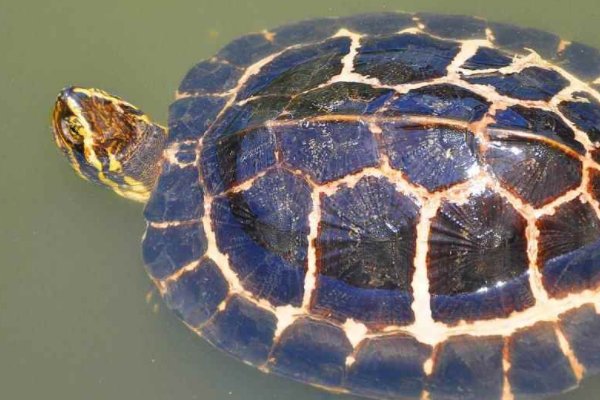 家里养龟十大禁忌