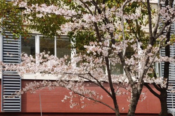 et深夜的蠕动未增删有翻译樱