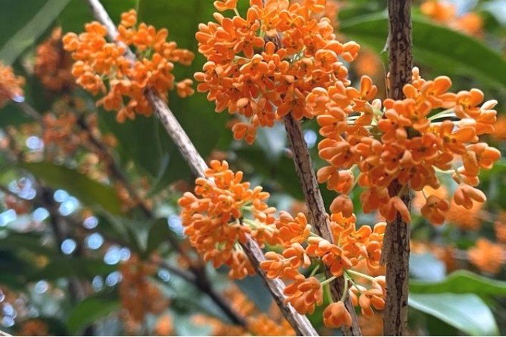 写桂花的诗句有哪些