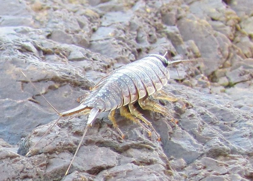 海跳蚤是什么？