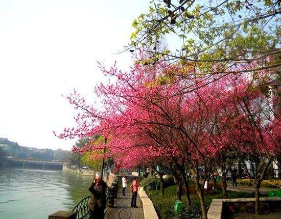 梅花绝句这首诗的诗意