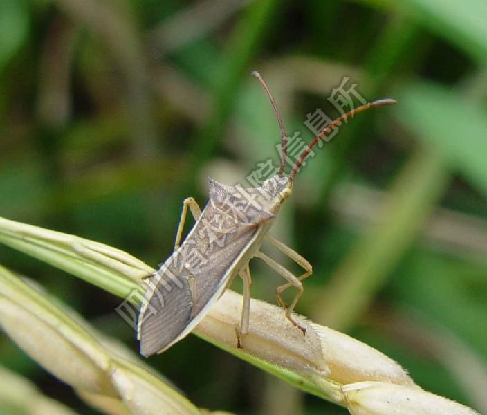 缘蝽科的形态特征