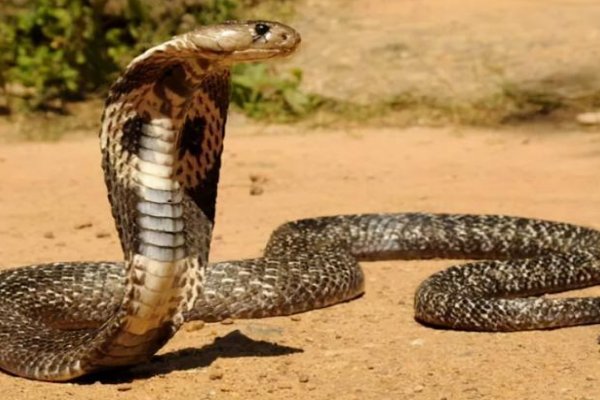 静关其变是什么生肖