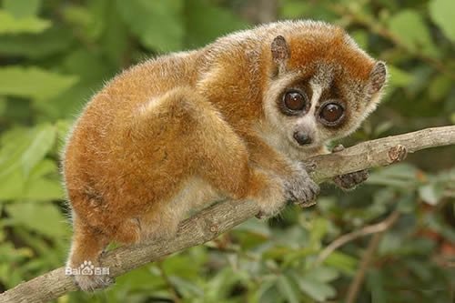 倭蜂猴的生活习性