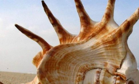 观音手是什么东西？