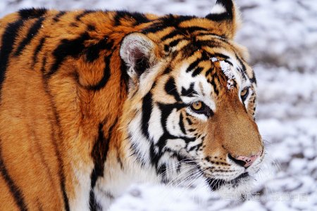 心狠手辣打一个精准生肖？