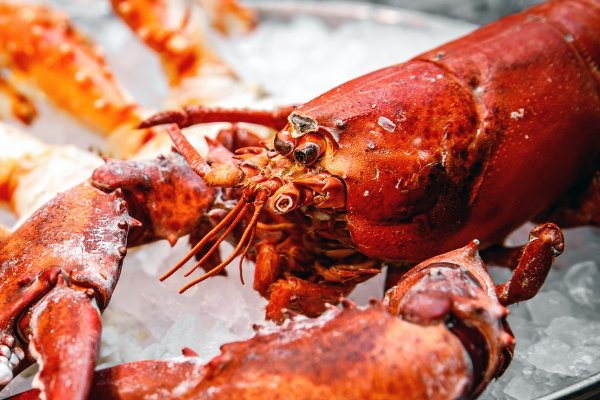 最贵龙虾十大排名