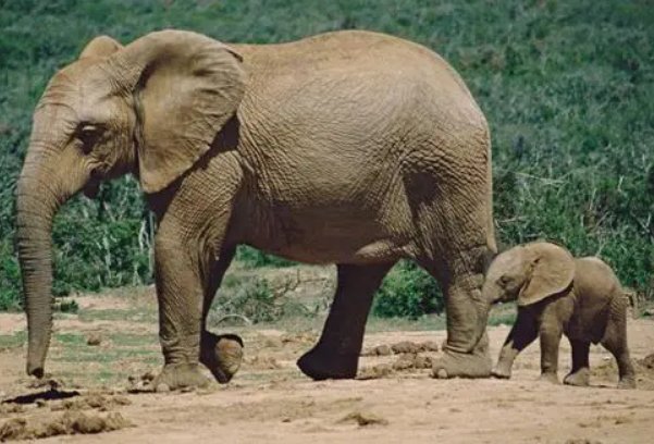 二年级称大象的方法5种