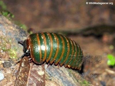 赤焰金龟的概述