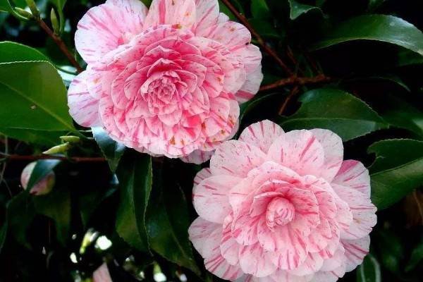 camellia是什么意思花语