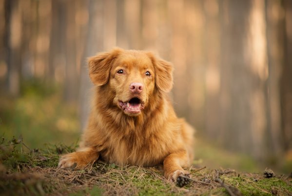 钻角小专打二数指什么生肖?